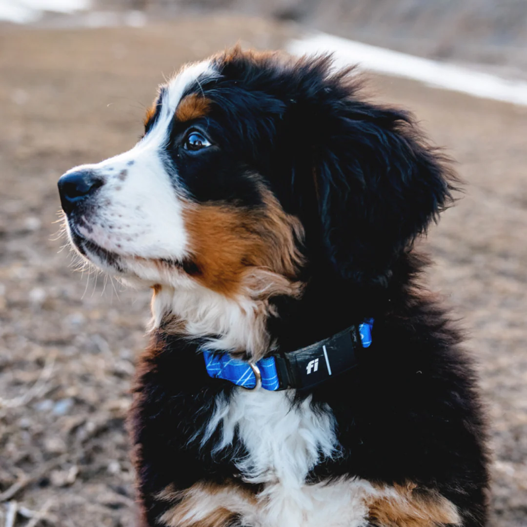 Fi Dog Collar - Image 2