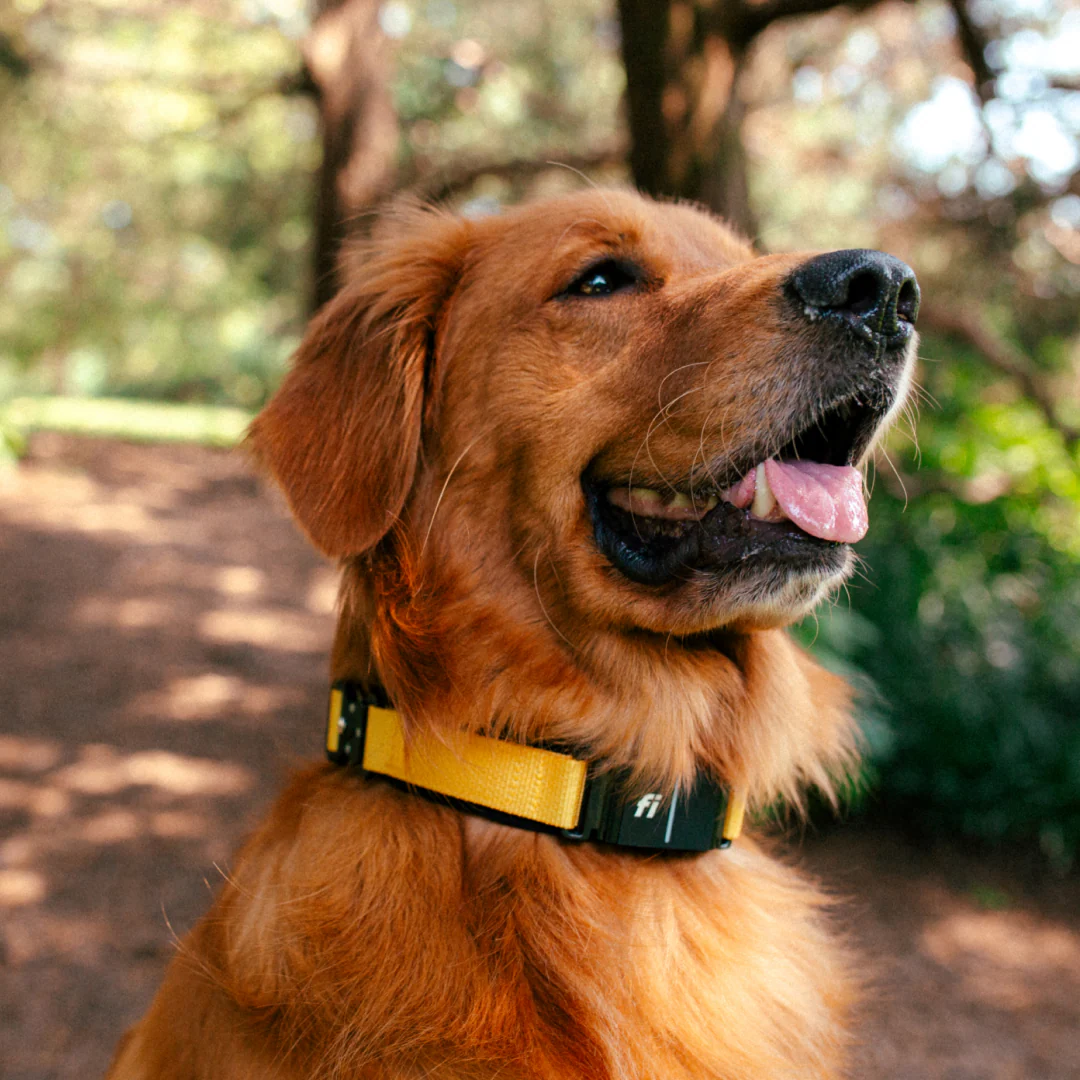 Fi Dog Collar - Image 3